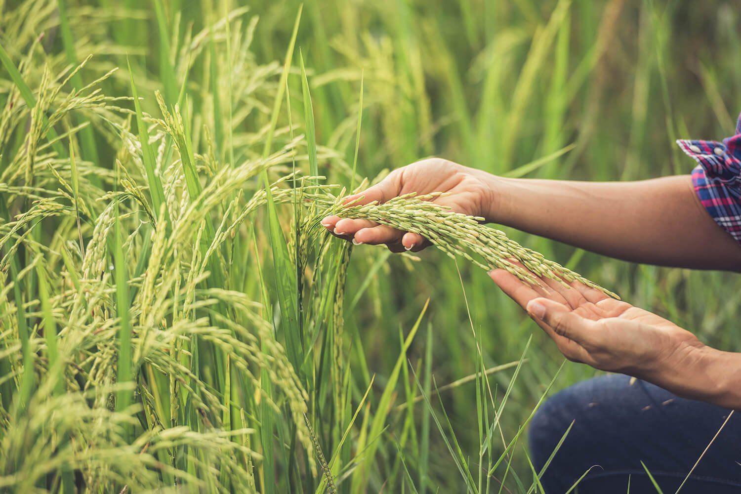 About Farm Management System About Farm Management System